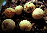 Cytaria darwinii